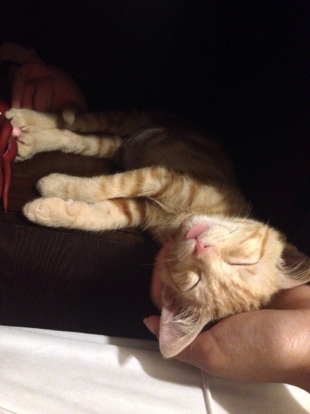 Коты и Кошки