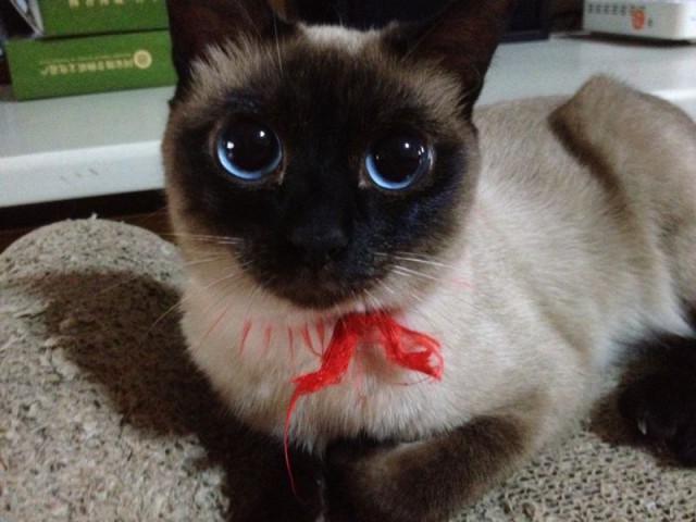 Коты и Кошки