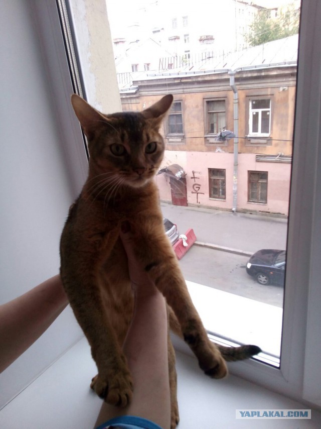 Котовторник 18.07.2017