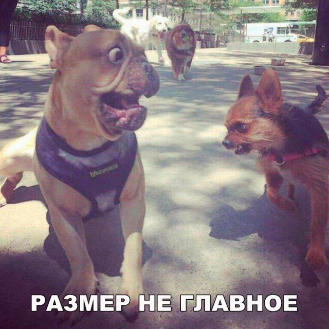 130 картинок для поднятия настроения!