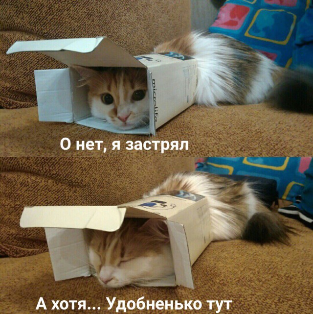 Коты и Кошки