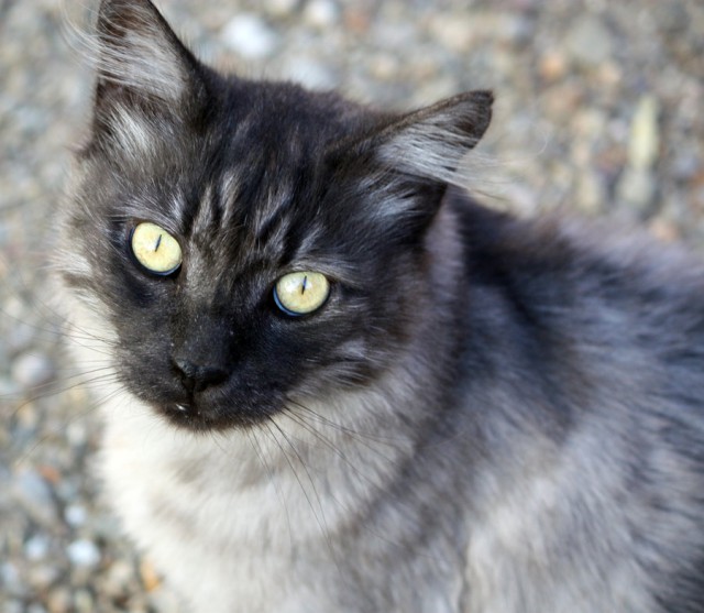 Коты и Кошки