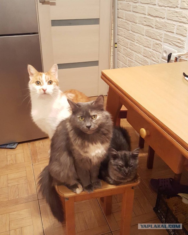 Ошарашенная кошка, которая постоянно в шоке