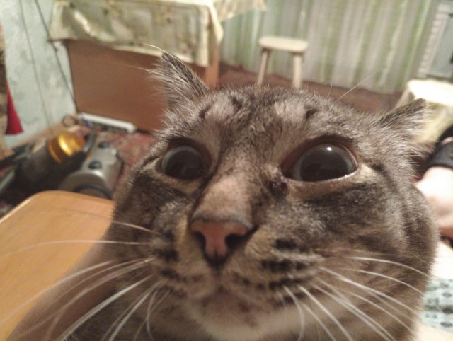 Прикольных котов пост