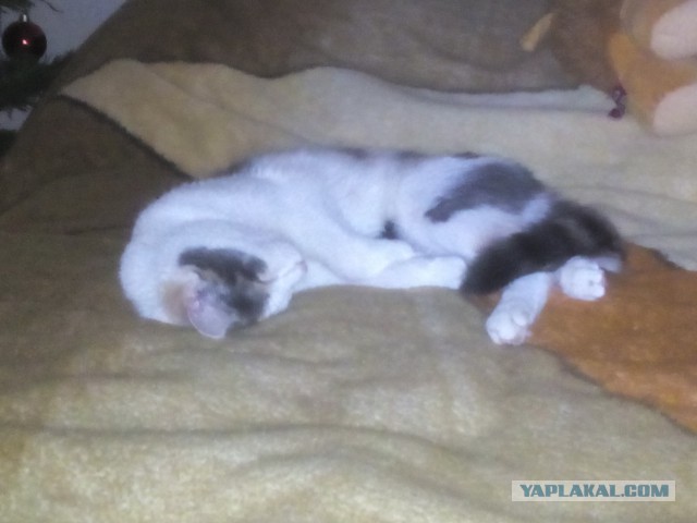 Котовторник  23.01.2018