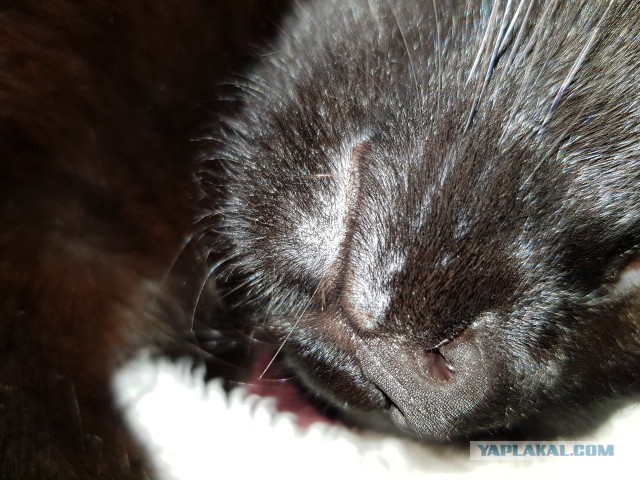 Котовторник 27.02.2018 наступил!