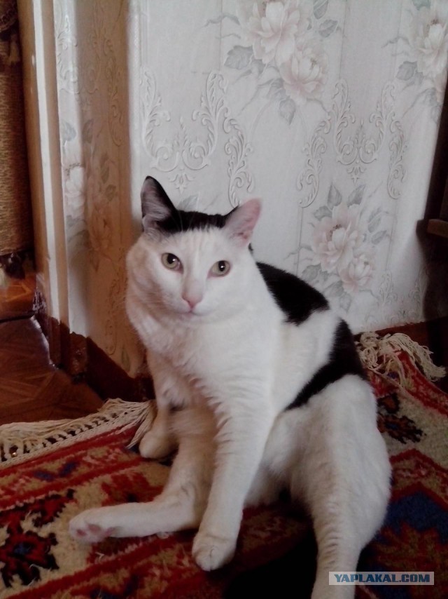 А давайте отвлечемся от политики и всяких прочих санкций, и начнем котовторник 10. 04. 2018