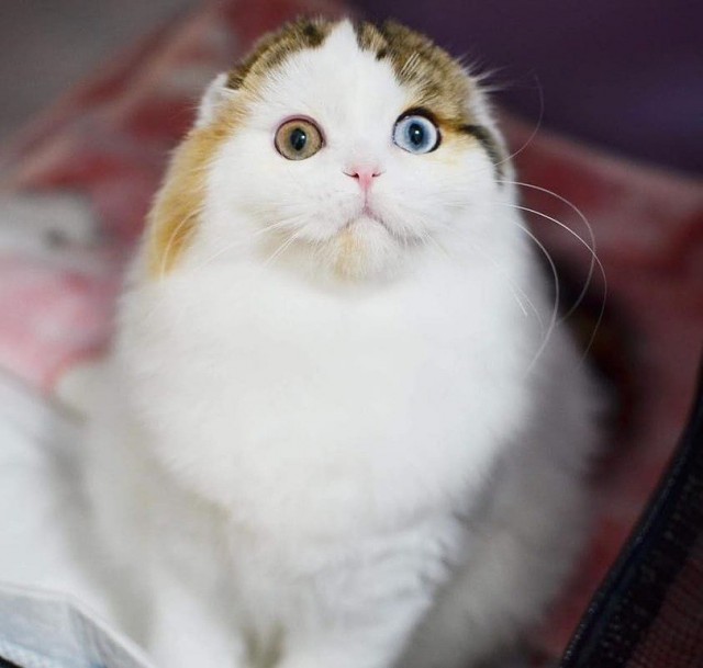 Прикольных котов пост