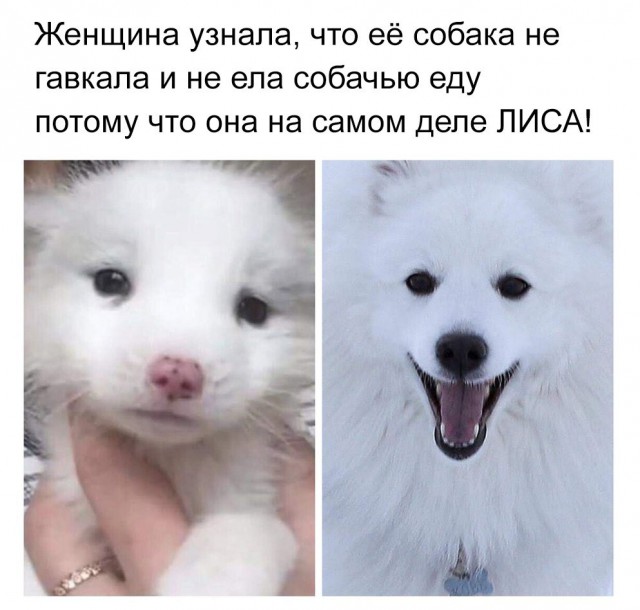 Нестандартный юмор