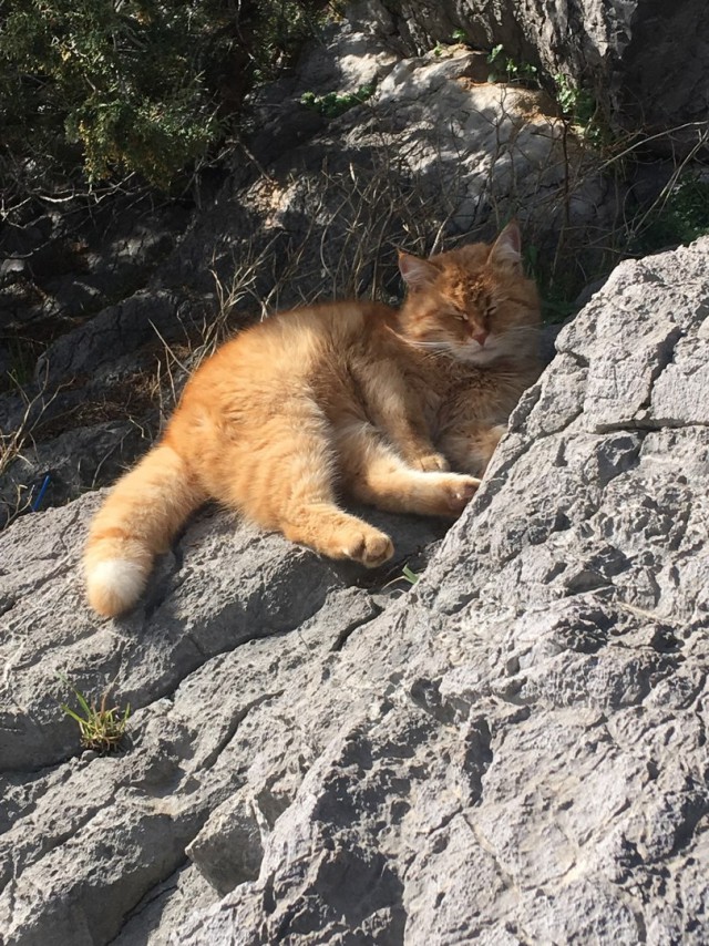 Крымские каникулы. Котовторник