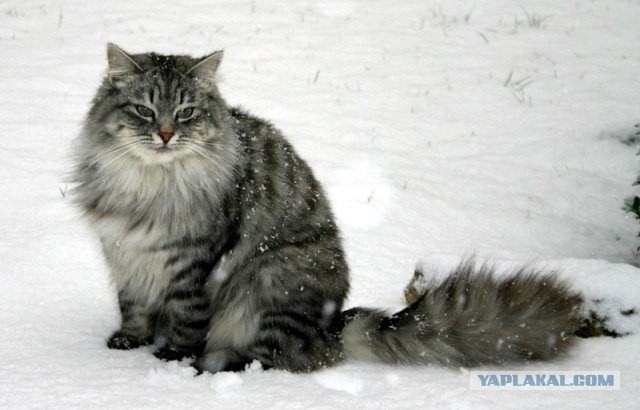 Котовторник на ЯПлакалъ