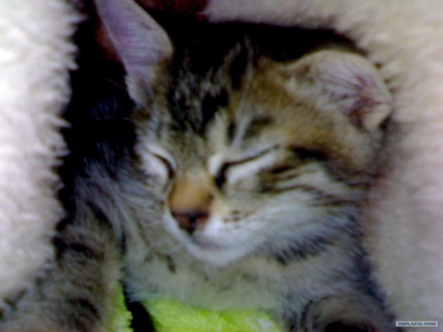 Котовторник (20.01)
