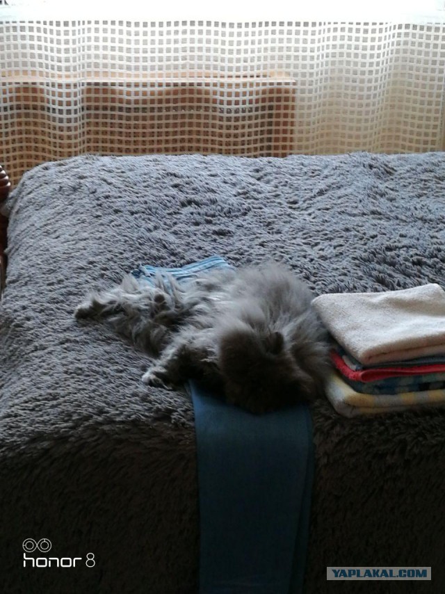 Котовторник 07.08.2018
