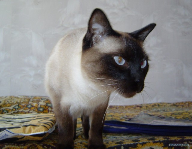 Кот Нельсон