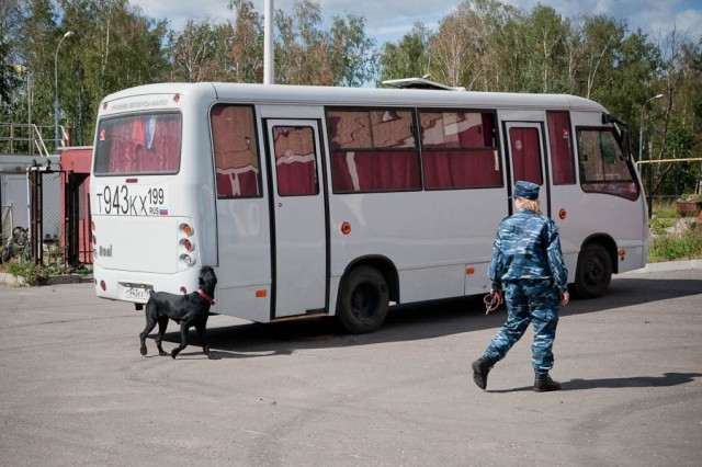 Собаки МВД