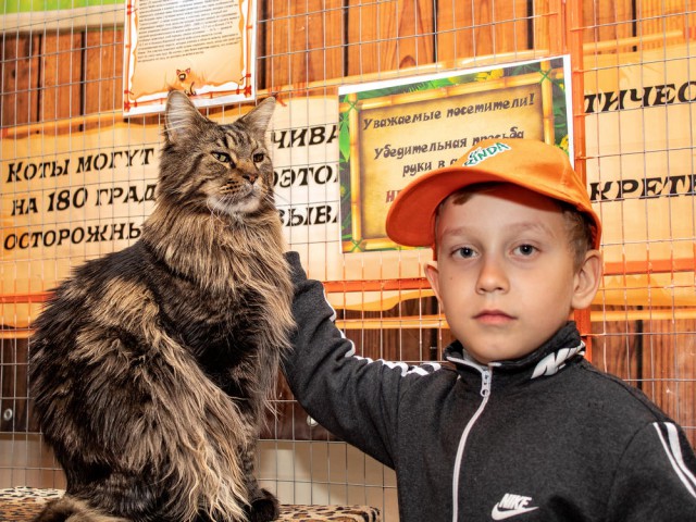 Гигантский кот с гетерохромией