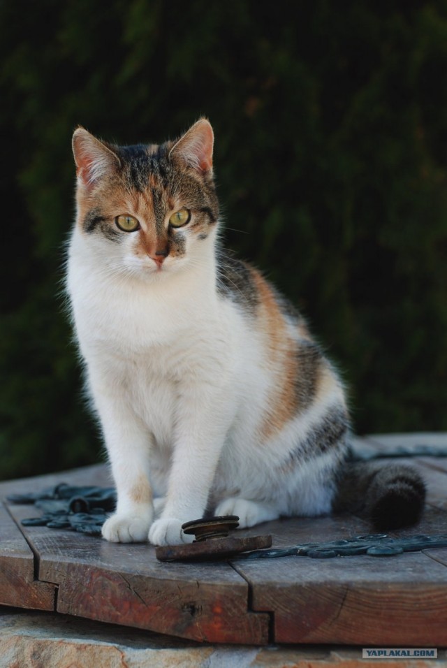 Котовторник