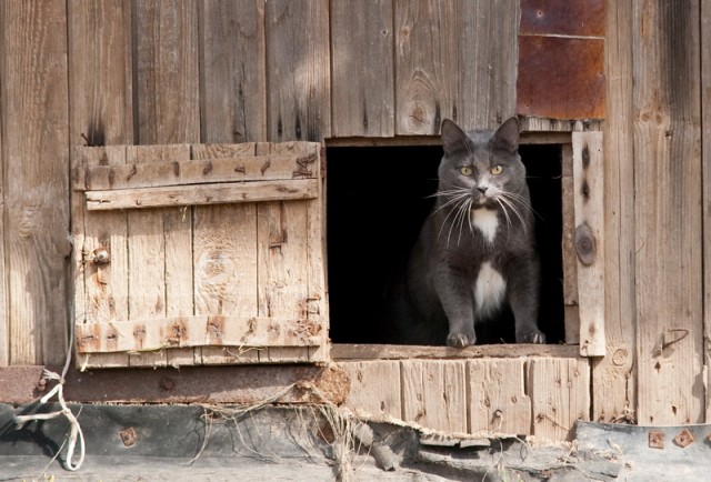 Котовторник на середину июня