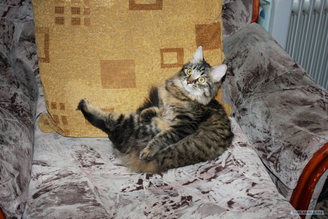 Котовторник (28.02.2012)