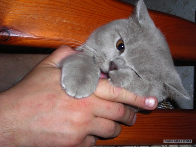 Котовторник 24.04.2012