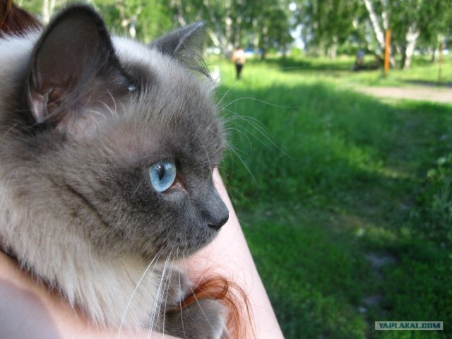 Котовторник  19.06.2012