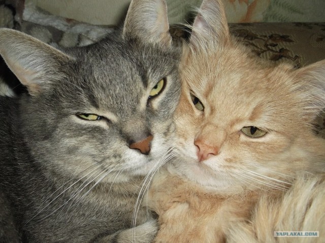 Котовторник ( 23.10. 2012. )