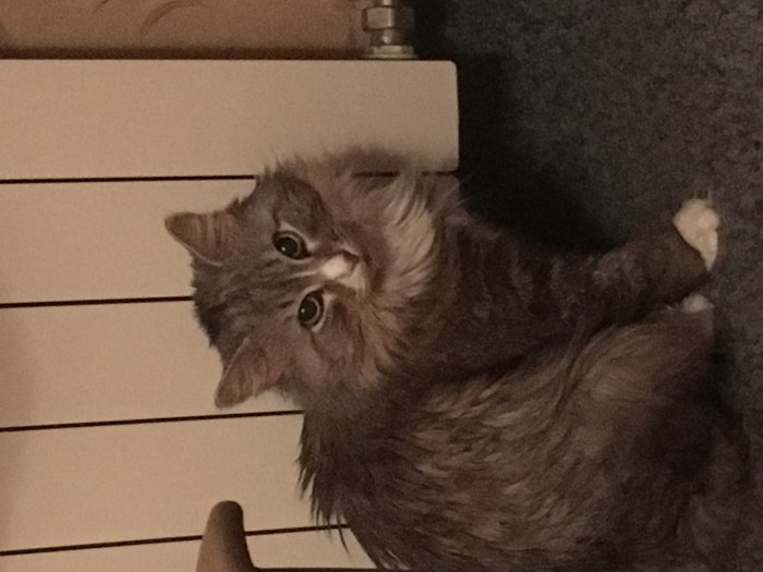 Трехцветное счастье