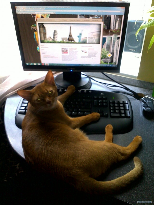 Новогодний Котовторник 01.01.2013