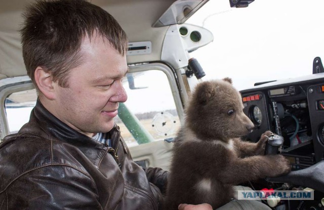 Российские летчики, приютившие медвежонка-сироту, играют со своим уже взрослым подопечным