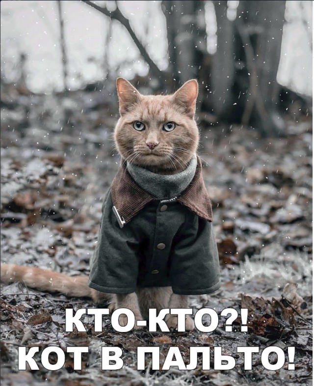 Забавные фото котеек