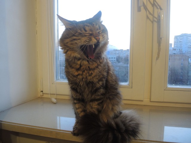 Картинки с котами и про котов