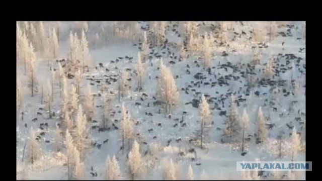Волчья стая идет в Казахстан со стороны России