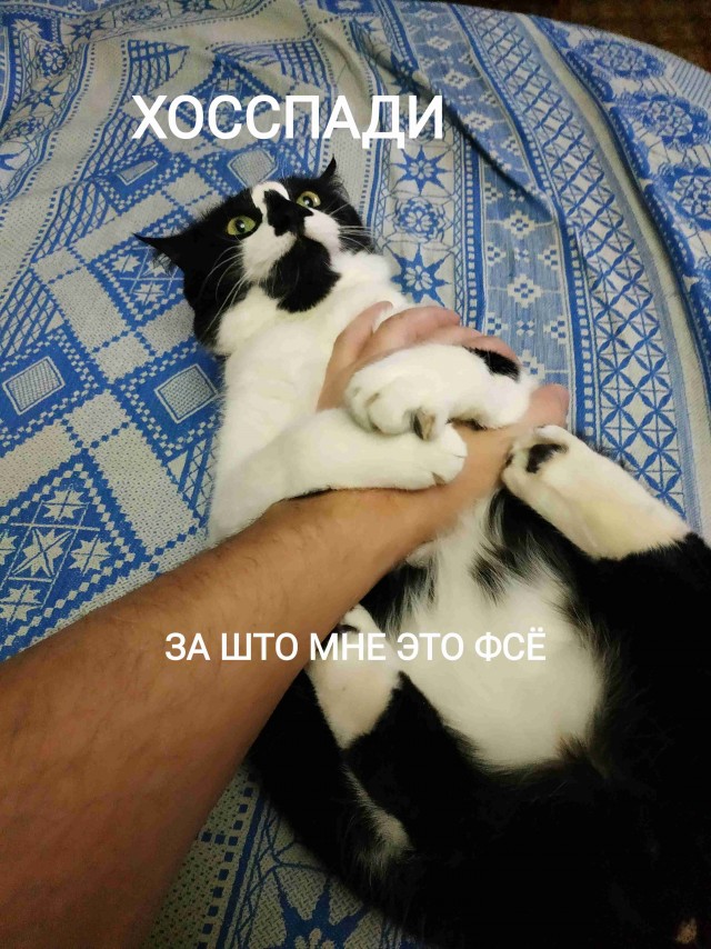 День кошек отмечают в России 1 марта