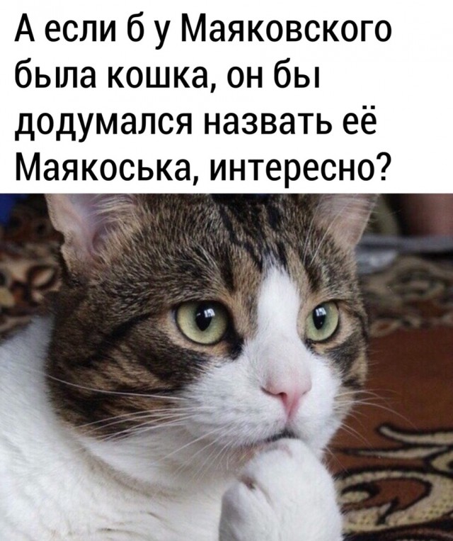 Свинегрет: картинки, надписи и прочее на 19.03 или №16