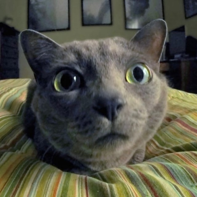 Коты из сети