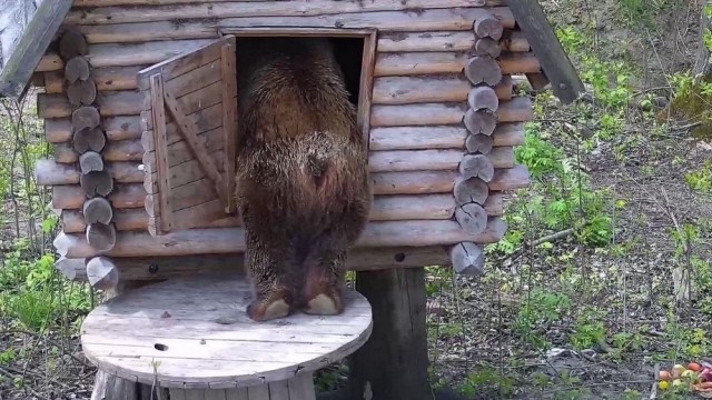 Эти забавные животные