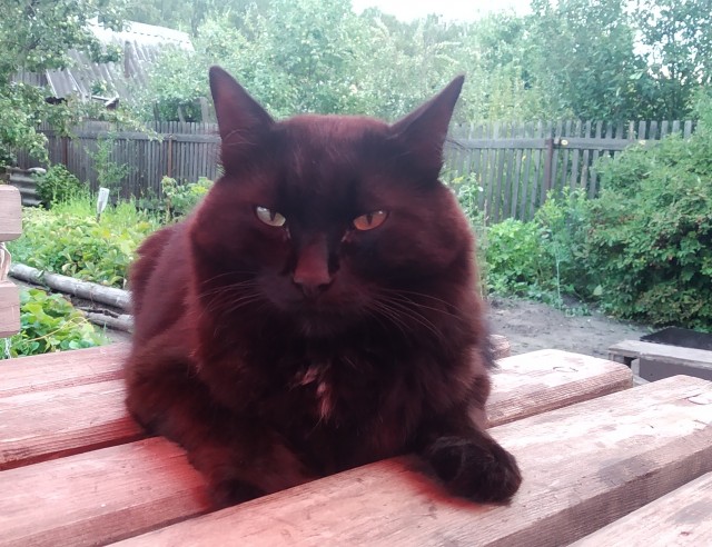 Мой кот