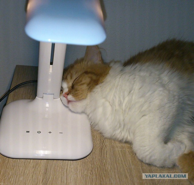 Кот, который не любит Новый год