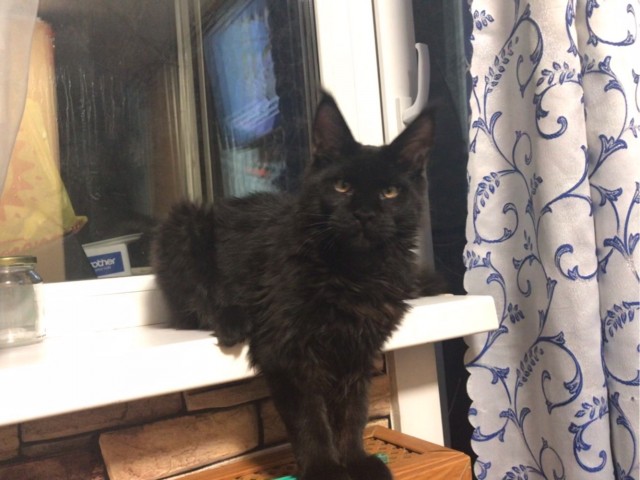 Котовторнику быть!