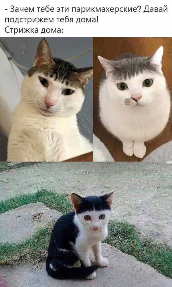 Картинки и мемы на все случаи жизни