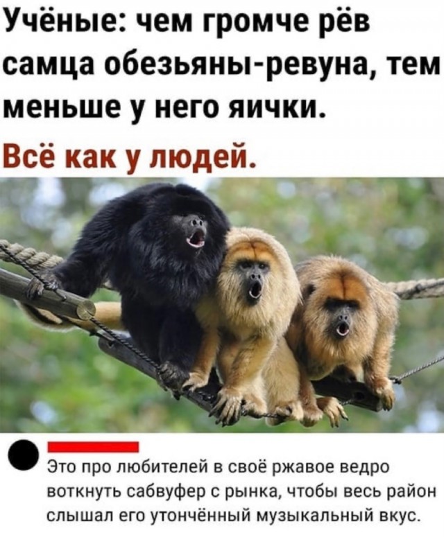 Весёлый полтишок 02.10