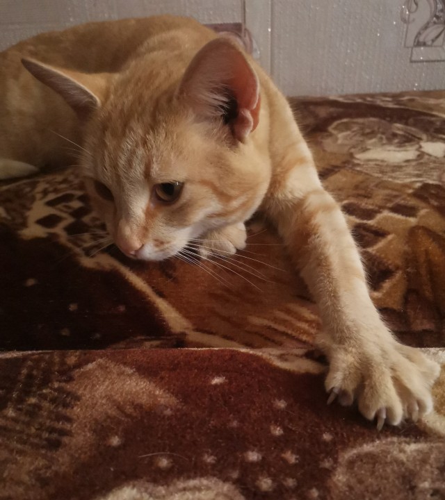 Котовторник так котовторник