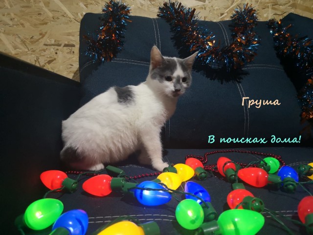 Жизнь домашнего приюта "Котоленд" 316