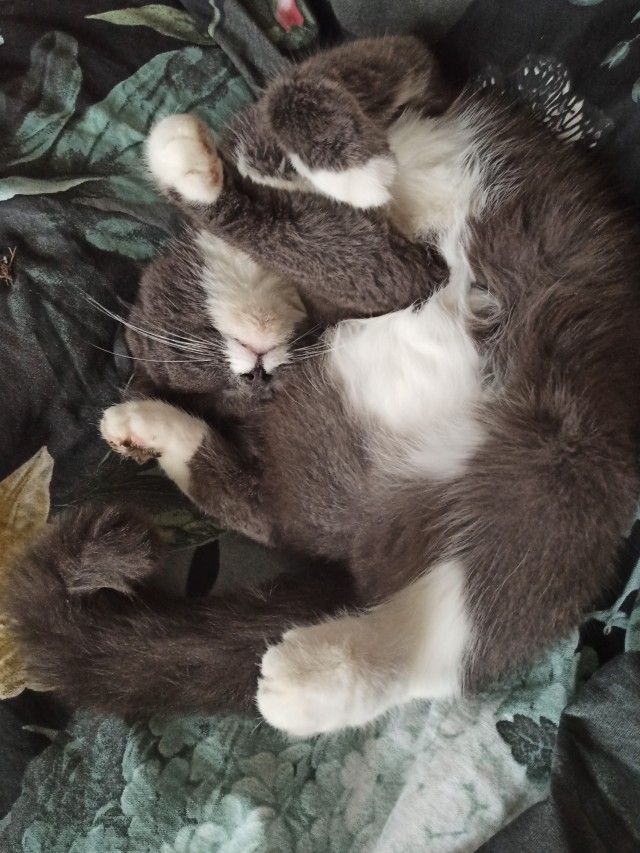 Котовторник 11.01.22