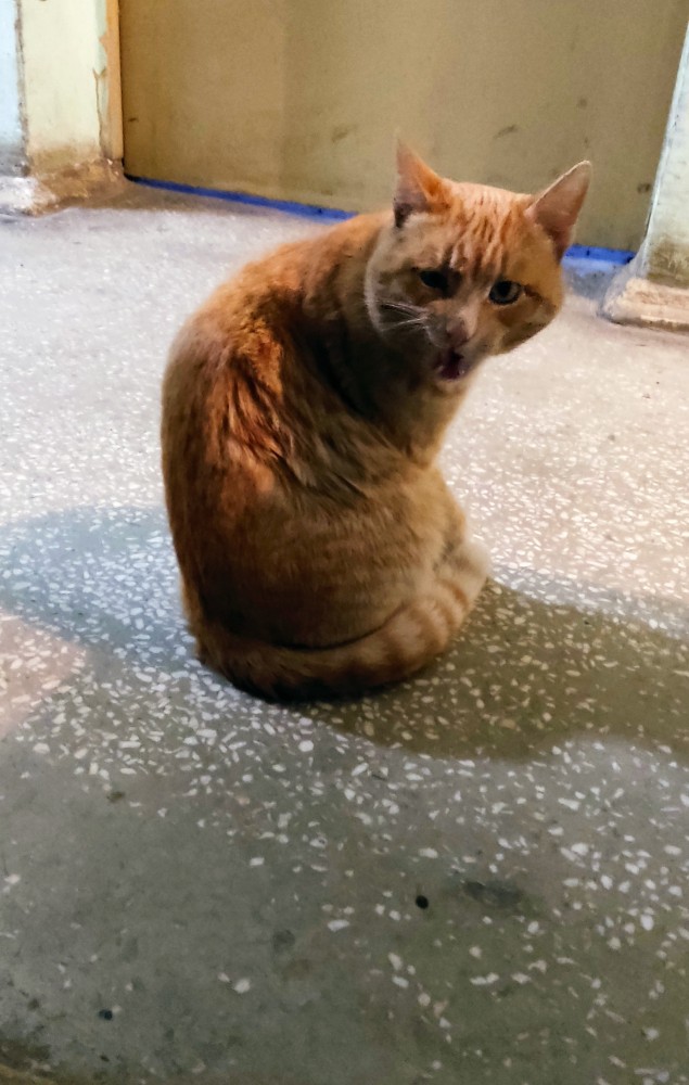 Котовторник 25.01.22