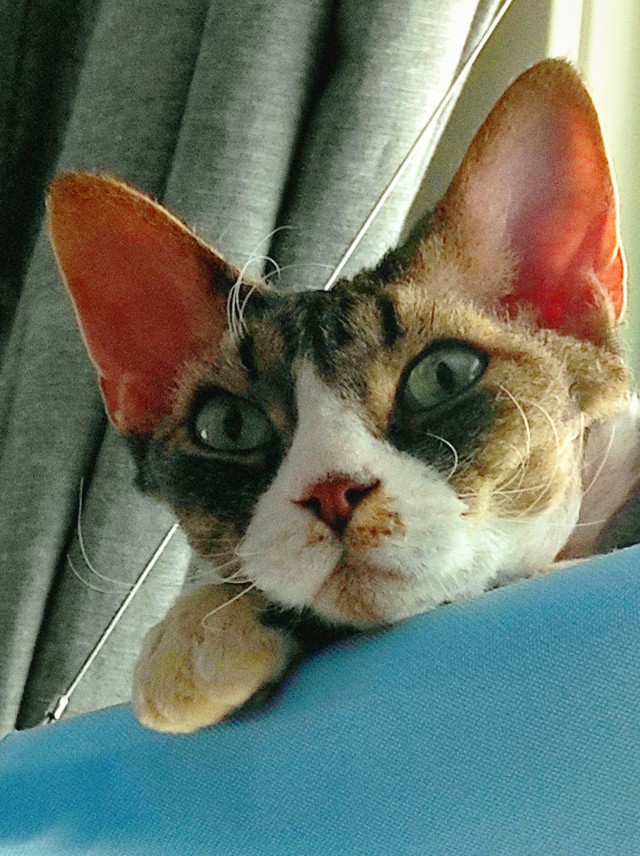 Котовторник 25.01.22