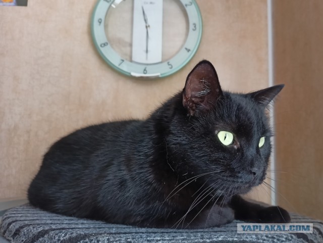 Котовторник