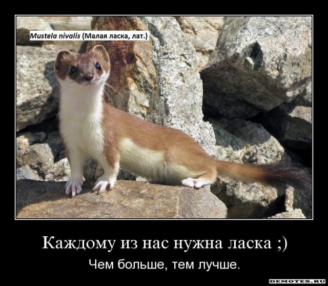 Помогите избавиться от Ласки