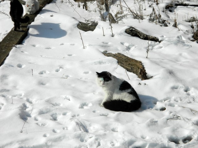 Эсхар
