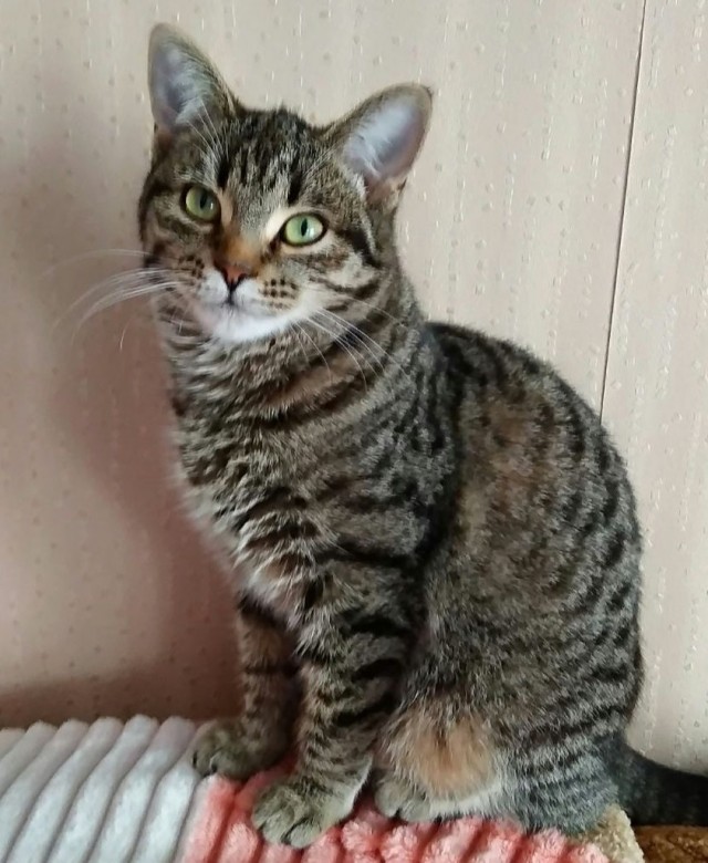 Начну котовторник чуть раньше!